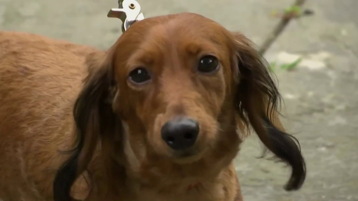 Dog Saves Connecticut Family From House Fire By Alerting Owners to ...
