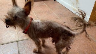 Neglected dog found inside Suffolk County home