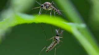 Mosquito plague on the border river Oder