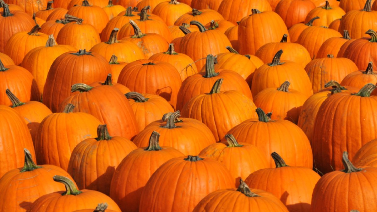 11 National Pumpkin Day deals that’ll make you say ‘oh my gourd’ NBC