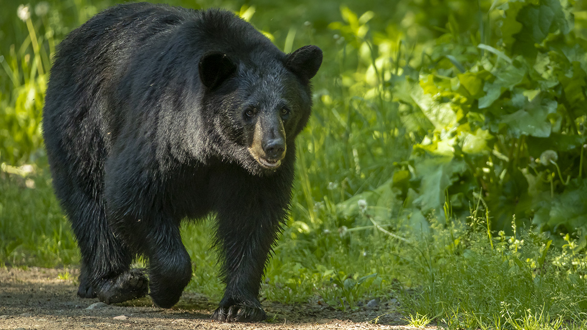 At least 21% of New York black bears hunted in 2022
