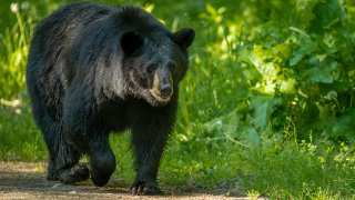 Black bear walking