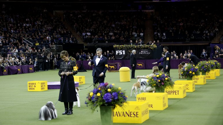 Westminster Dog Show to Return to NYC in January 2022 - NBC New York