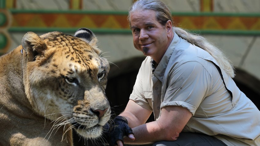 CARVER, MA – SEPTEMBER 29: King Richard’s Faire is set to open for the season. Dr. Bhagavan Antle brings animals from his preserve in Myrtle Beach, South Carolina. He is with Hercules the Liger. Hercules is 900 pounds and is in the Guinness Book of World Records as world’s largest cat.