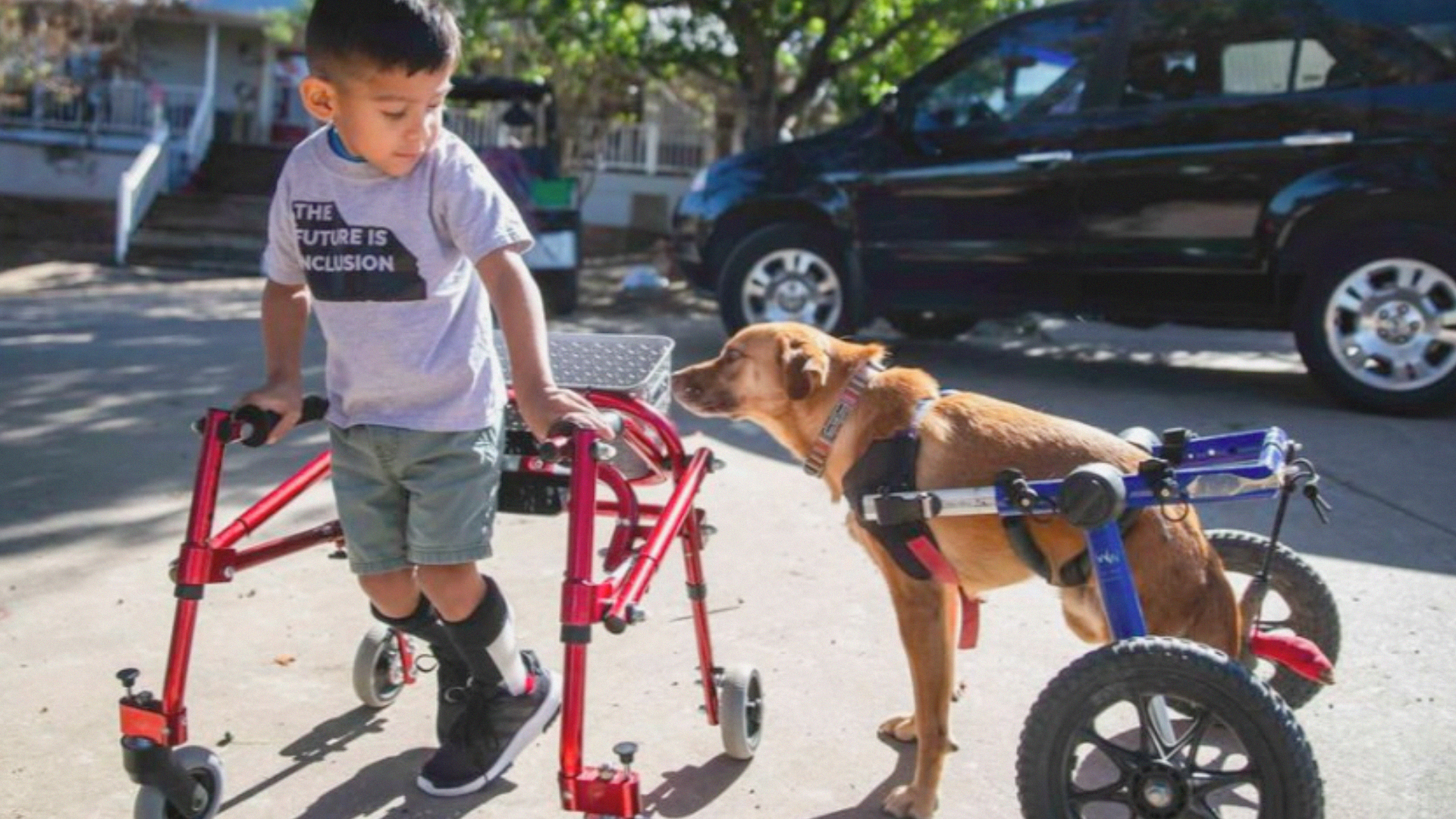 Animals, People Rescue Each Other In Heartfelt Docuseries – NBC New York