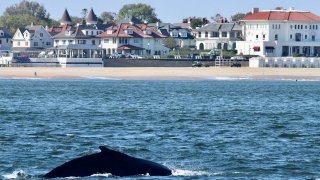 Whale off Jersey Shore