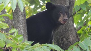 bear cub in tree