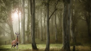 The Power of Forests, Part Two