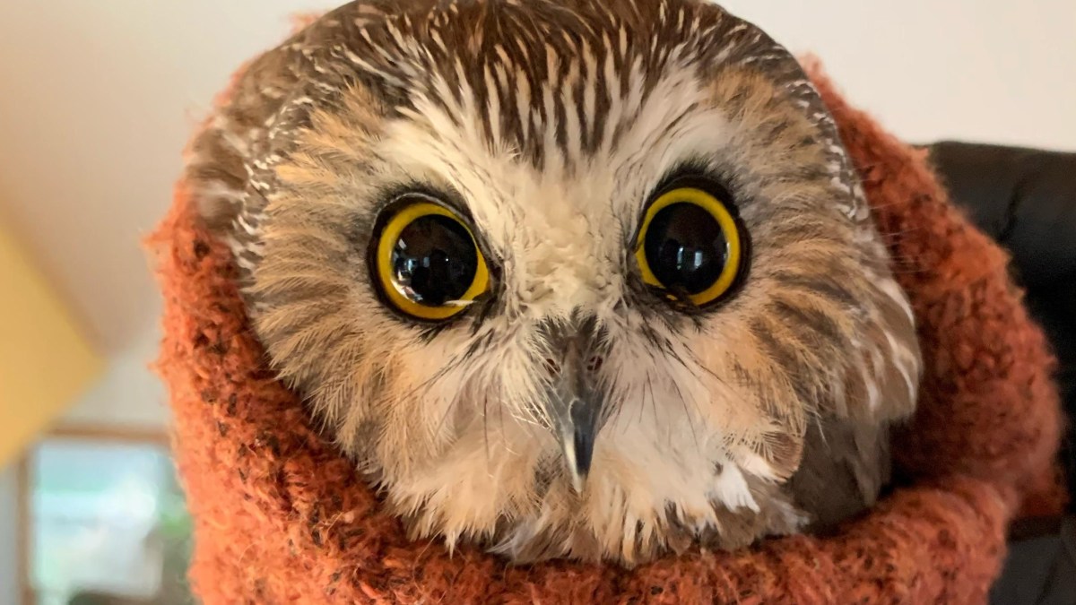 Stowaway Owl Discovered in Rockefeller Center Christmas Tree, 170 Miles ...