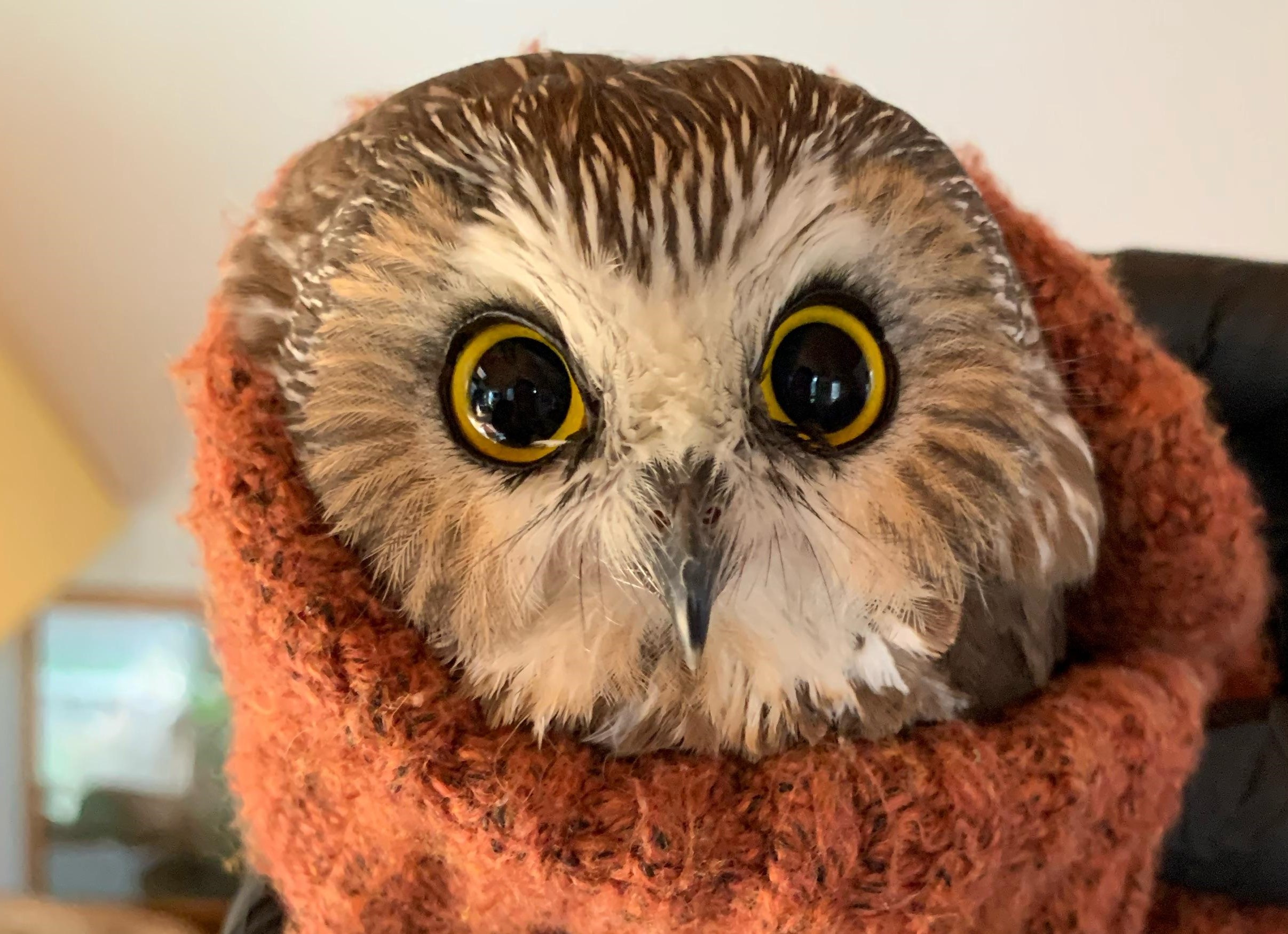Stowaway Owl Discovered in Rockefeller Center Christmas Tree, 170 Miles