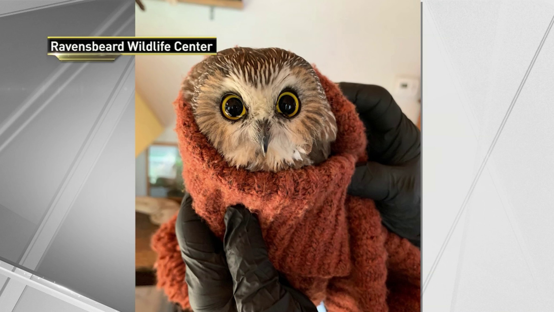 rockefeller owl stuffed animal