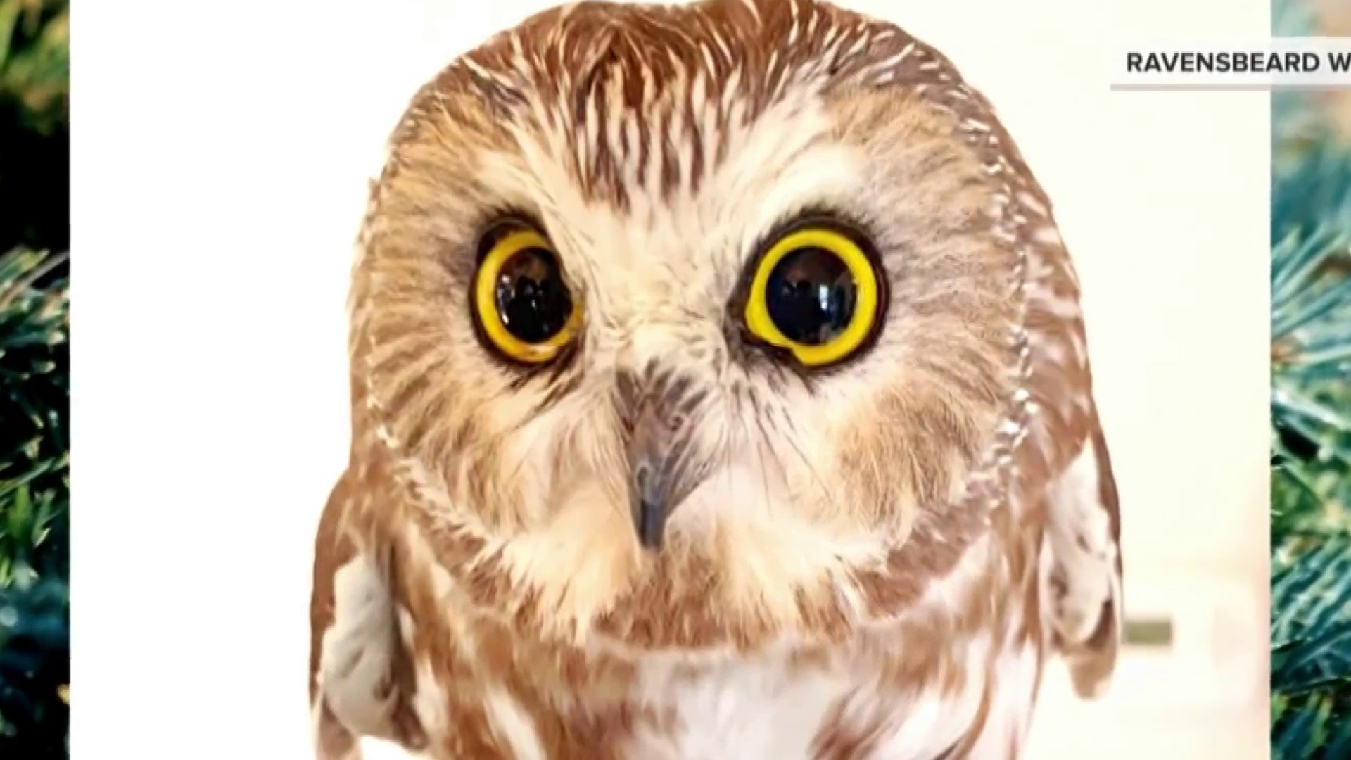 Meet The Owl Found In The Rockefeller Center Tree Nbc New York