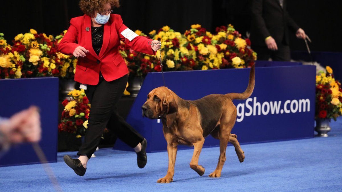 ‘The National Dog Show’ Here’s What You Need to Know NBC New York