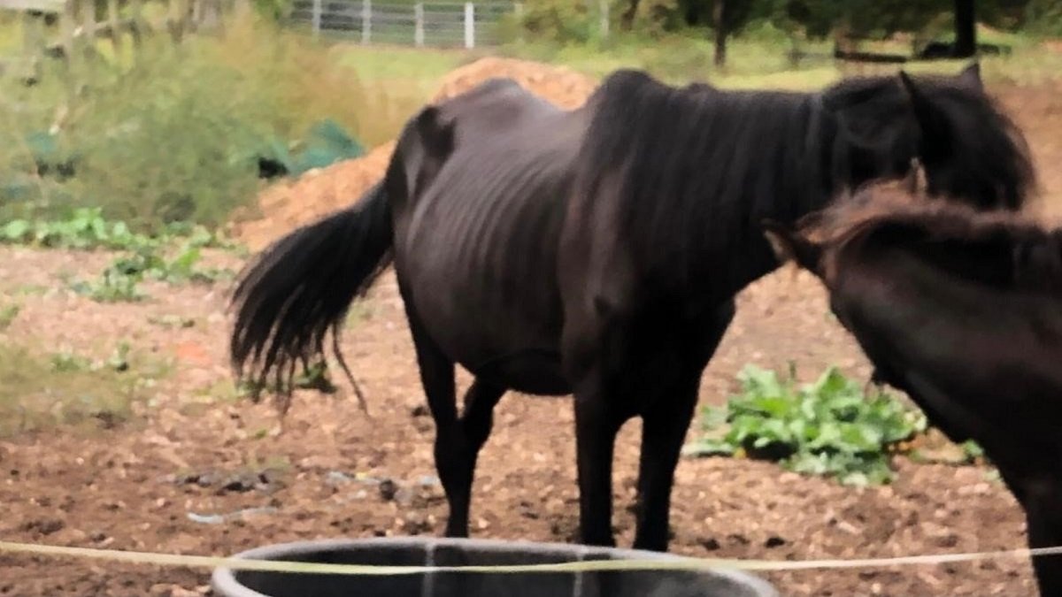 Queens Man Charged With 92 Counts of Animal Cruelty: SPCA – NBC New York