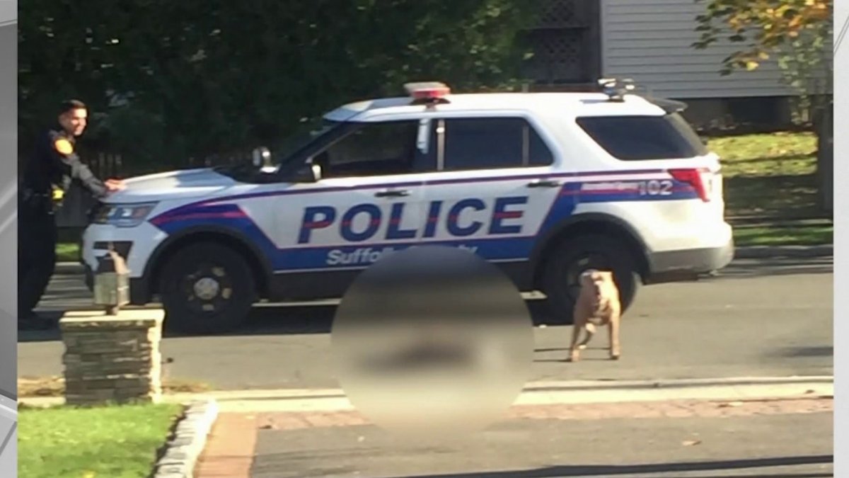 Two Women, Police Officer Attacked By ‘Aggressive’ Dogs on Long Island