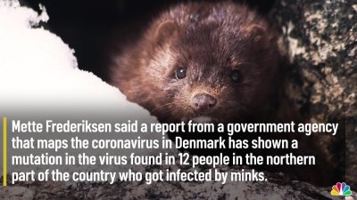 Denmark To Kill 15m Animals To Stop Covid Mutation Spreading Back To Humans Nbc New York