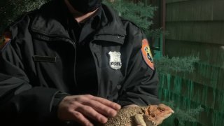 ny lizard