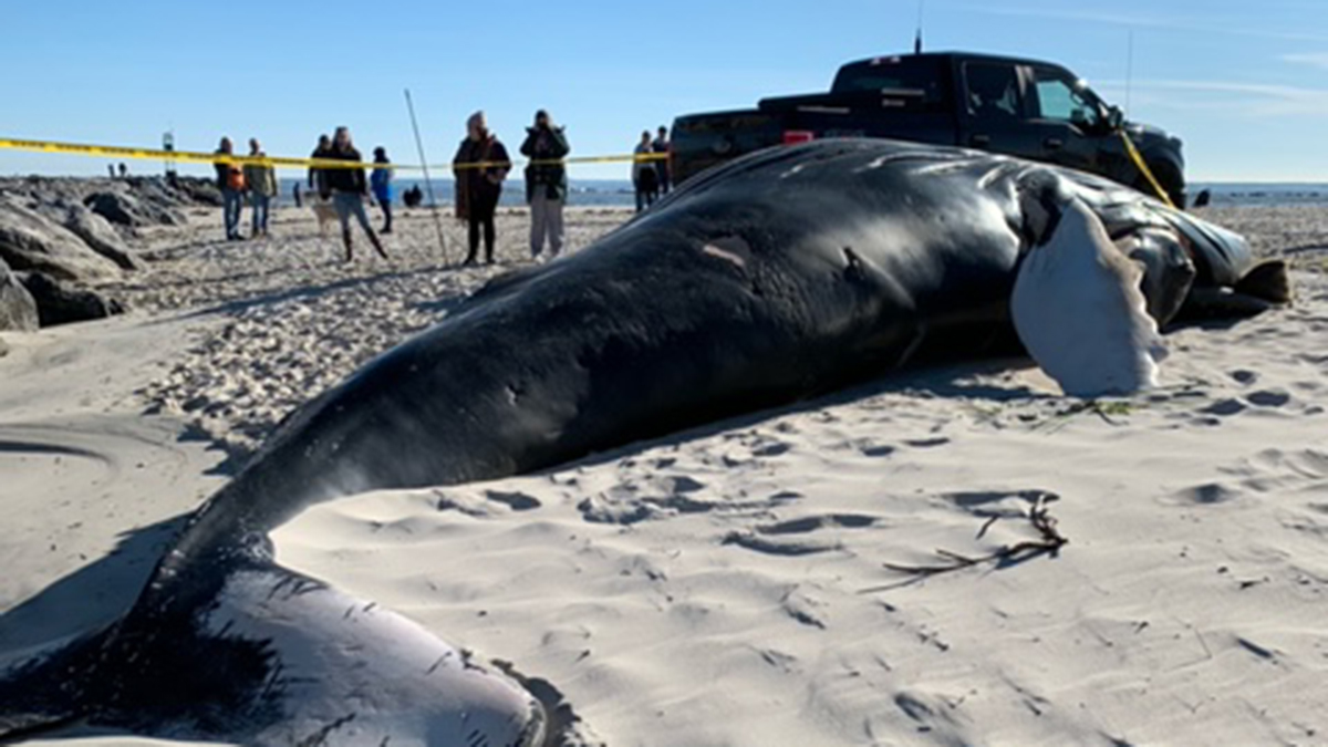 Dead, Frozen Whale a Challenge to Remove From NJ Beach – NBC New York -  News Chant USA