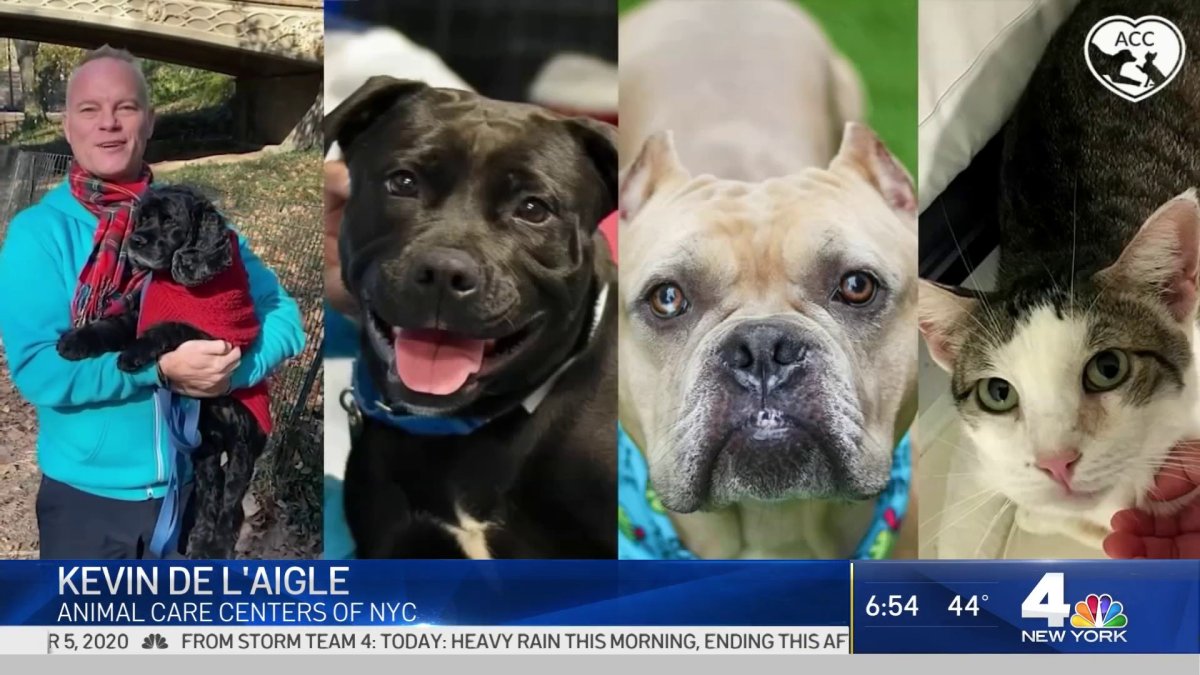 Celebrate Shelter Pets Day NBC New York