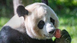 A giant panda eats an apple during snack time at the National Zoo.