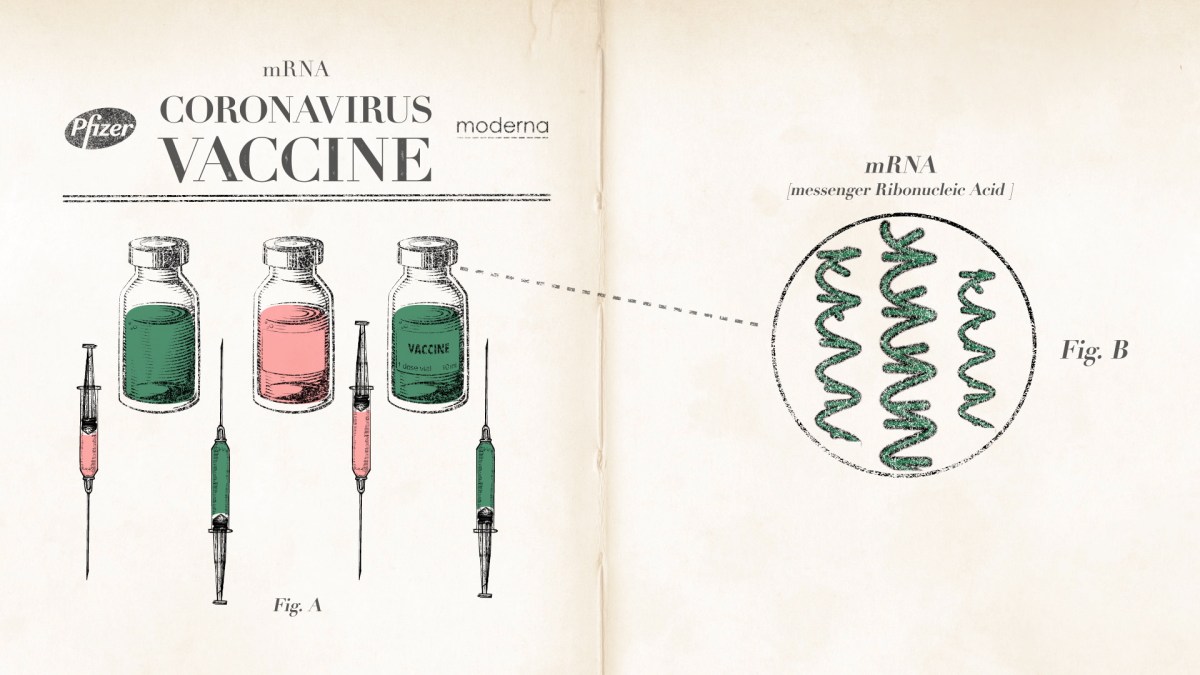 How Do the mRNA COVID19 Vaccines Work? NBC New York