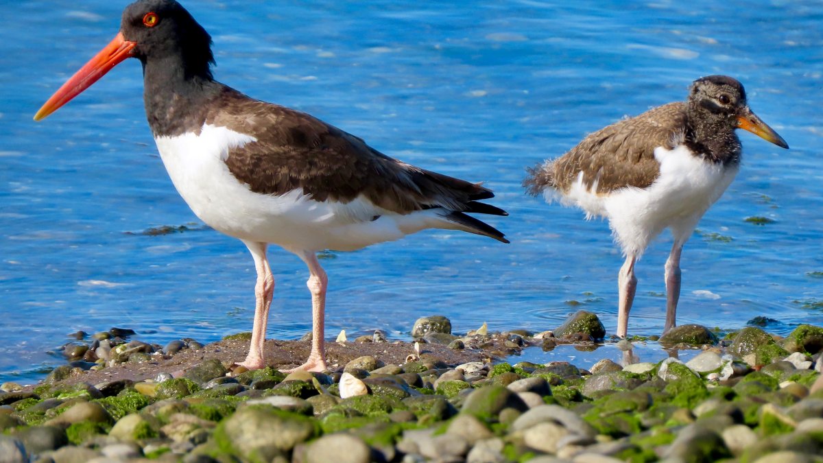 Feds Offers $5K Reward for Info on Queens and Long Island Shorebird Destruction – NBC New York - Vimarsana News