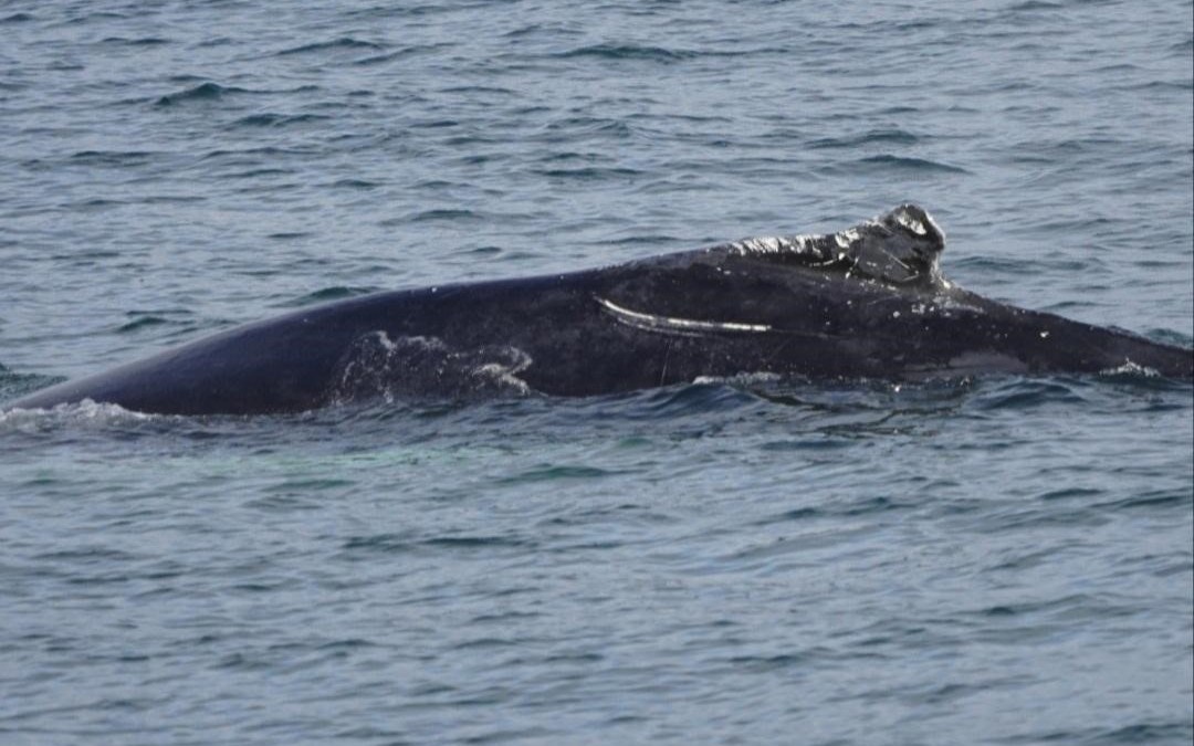 ‘Magical’: Whale Sightings in Hudson River Delight Witnesses, Worry ...