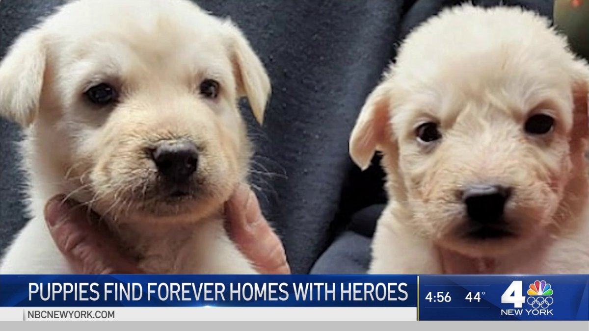 Rescued Puppies Find Home With Local Heroes – NBC New York