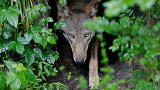 FILE - In this Monday, May 13, 2019 file photo, A female red wolf emerges from her den sheltering newborn pups at the Museum of Life and Science in Durham, N.C. A judge has ordered the federal government to come up with a plan to release more endangered red wolves from breeding programs to bolster the dwindling wild population. U.S. District Judge Terrence Boyle signed an order Thursday, Jan. 21, 2021 directing the U.S. Fish and Wildlife Service to draft a plan by March 1 for releasing captive-bred wolves into the wolves’ designated habitat in North Carolina.