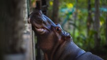 Pablo Escobar's Hippos