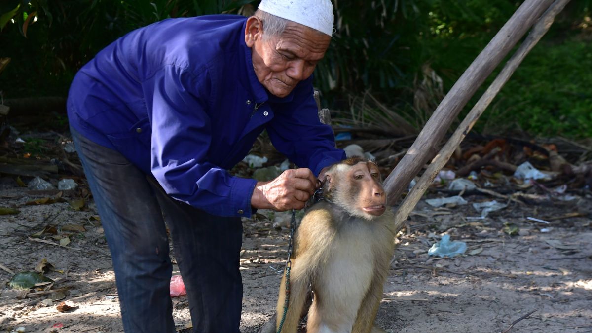 Target Drops Chaokoh Coconut Products Over Forced Monkey Labor