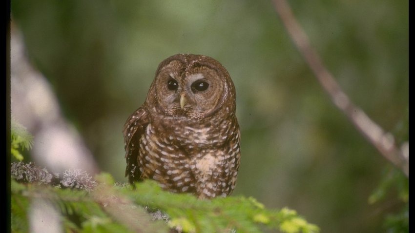 Trump Administration Slashes Imperiled Spotted Owls’ Habitat – NBC New York