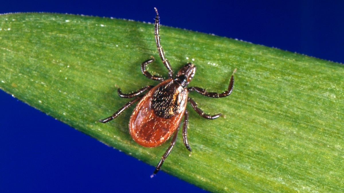 Columbia-Developed App Becomes Tool in Battle Against Tickborne Diseases - Vimarsana News