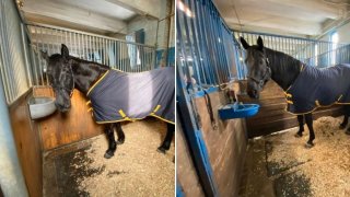 NYPD horses