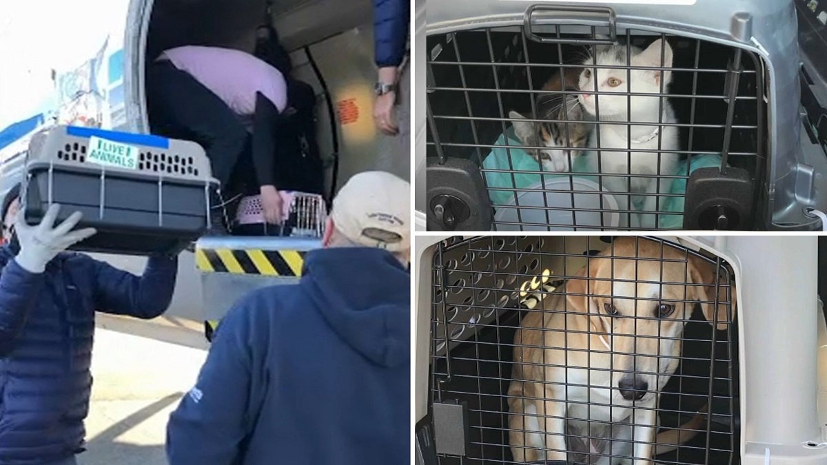 Rescued Animals Arrive In New Jersey To Escape Deep Freeze Lack Of Water In Texas Nbc New York Rescued Animals Arrive In New Jersey To Escape Deep Freeze Lack Of Water In Texas Nbc New York