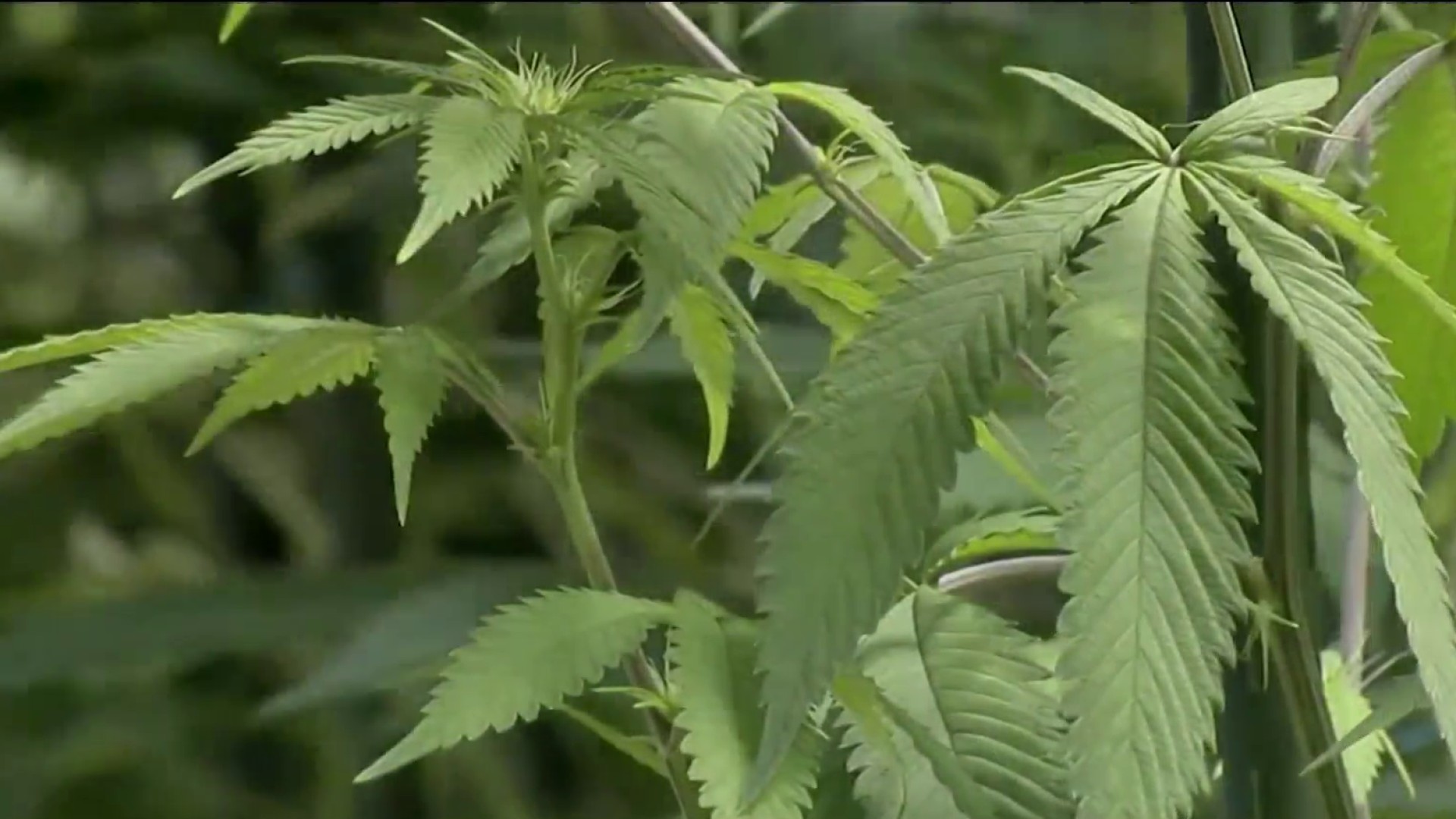 NY Marijuana Legalization Deal Agreed On, Bill To Be Introduced In ...