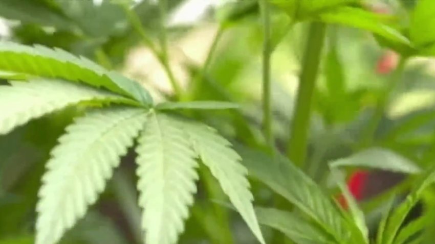 Cuomo Signs New York Marijuana Bill Into Law