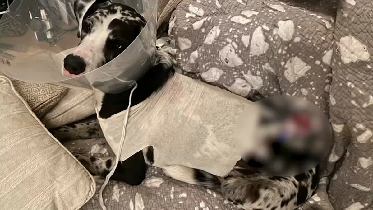 Small Dog Owner Accused of Stabbing Great Dane Mix in Brooklyn’s Fort