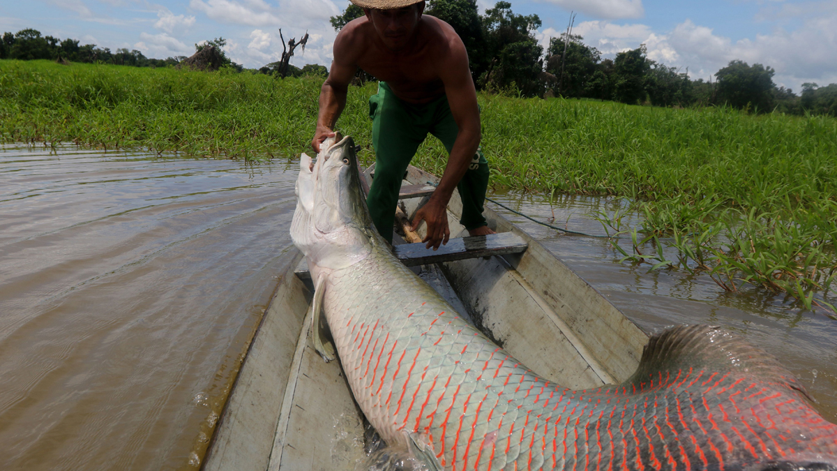 New Florida Invasive Species: a 10-Foot-Long River Monster – NBC New York