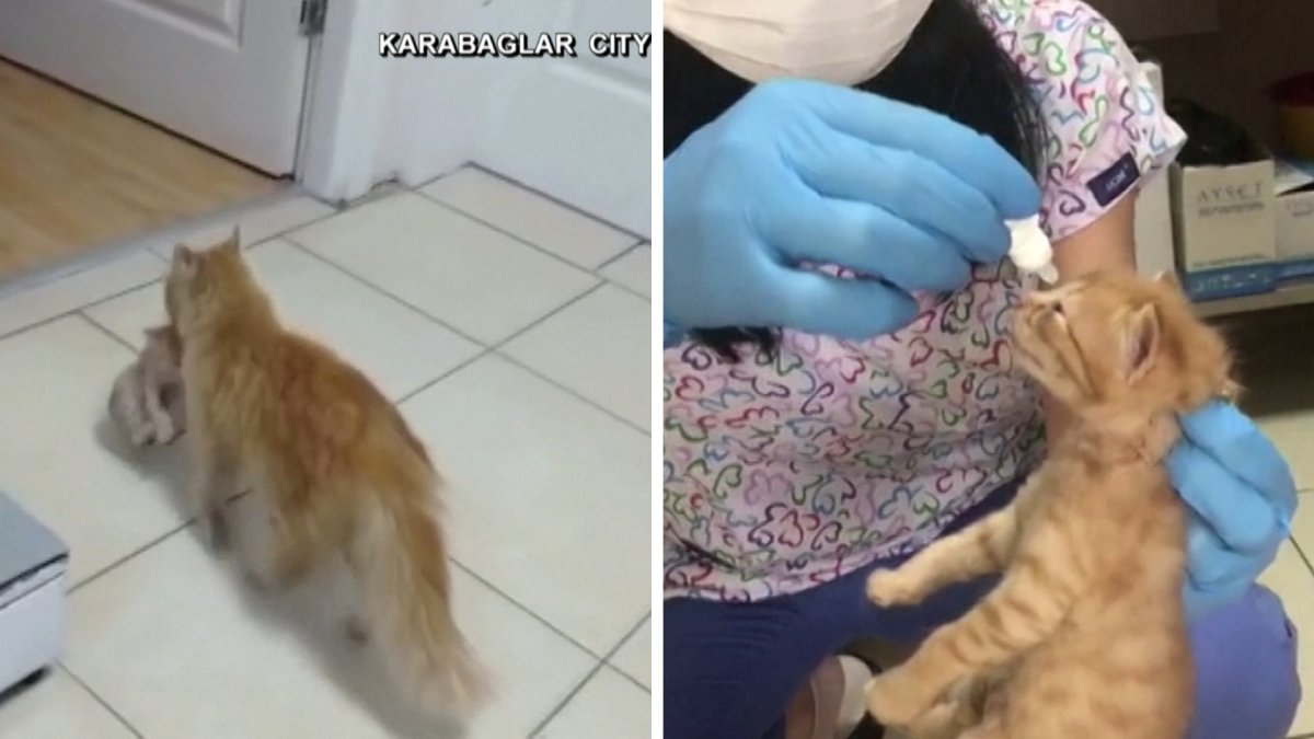 Watch Stray Cat Brings Kittens to Vet NBC New York