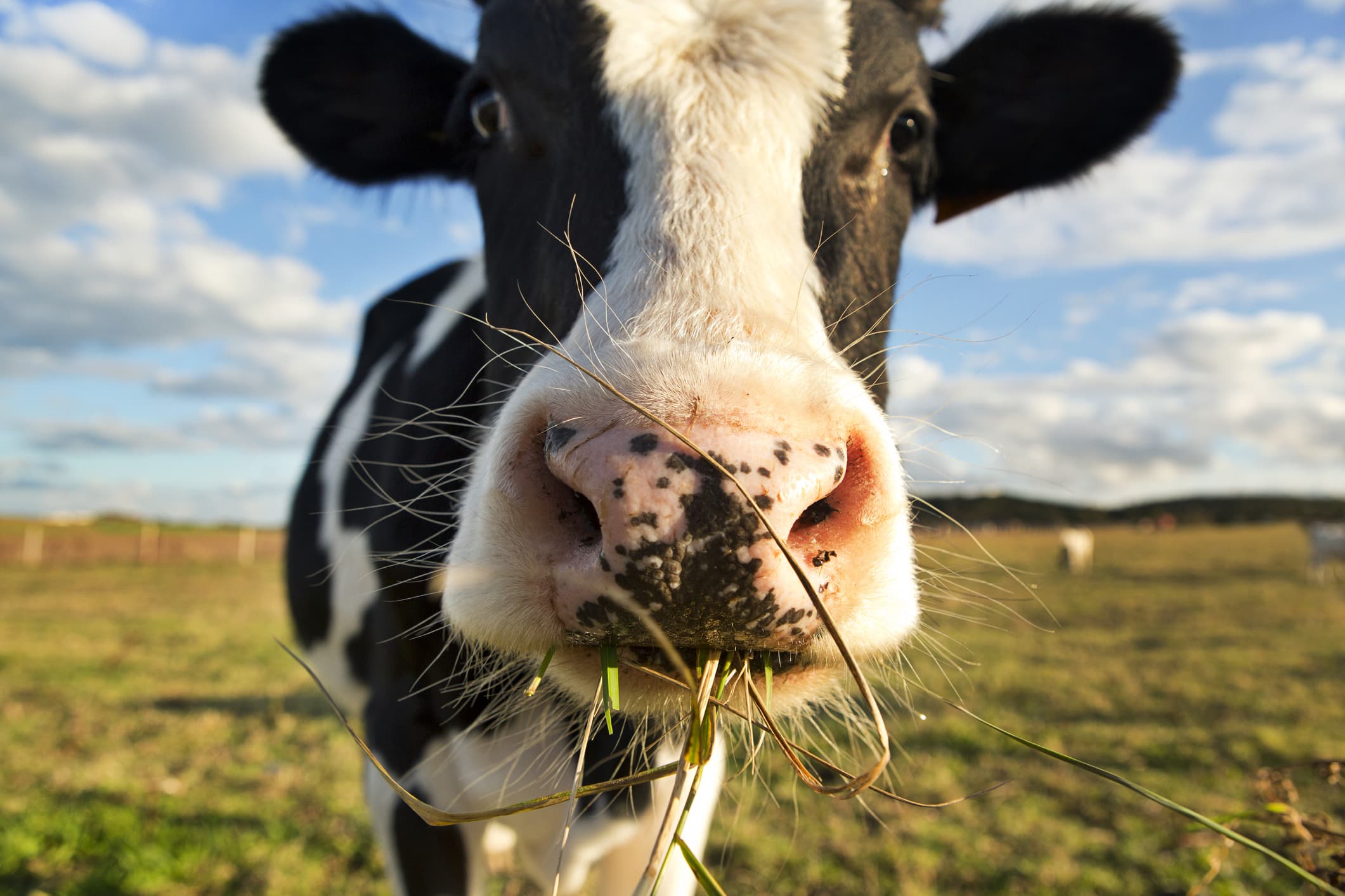 New Zealand Proposes 'Farm Animal Tax'