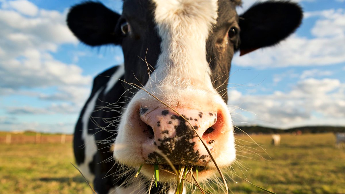 New Zealand Proposes 'Farm Animal Tax'