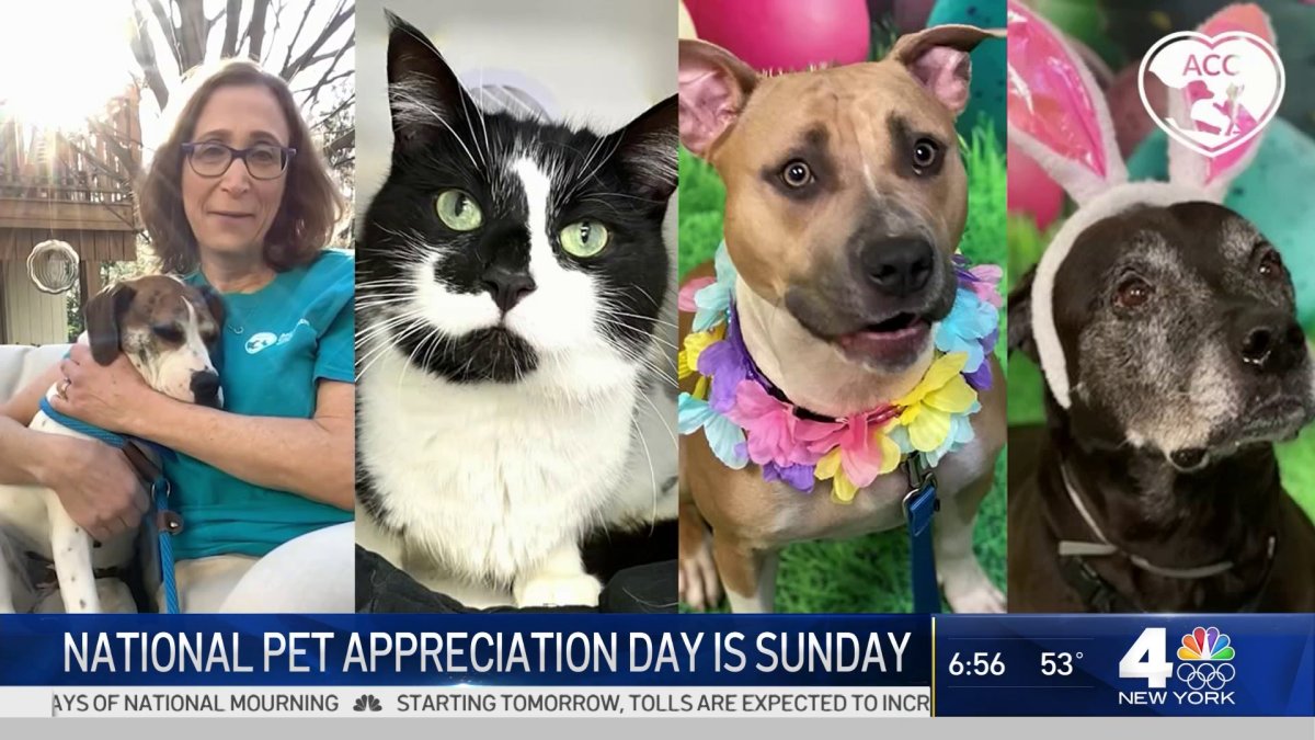 National Pet Appreciation Day NBC New York