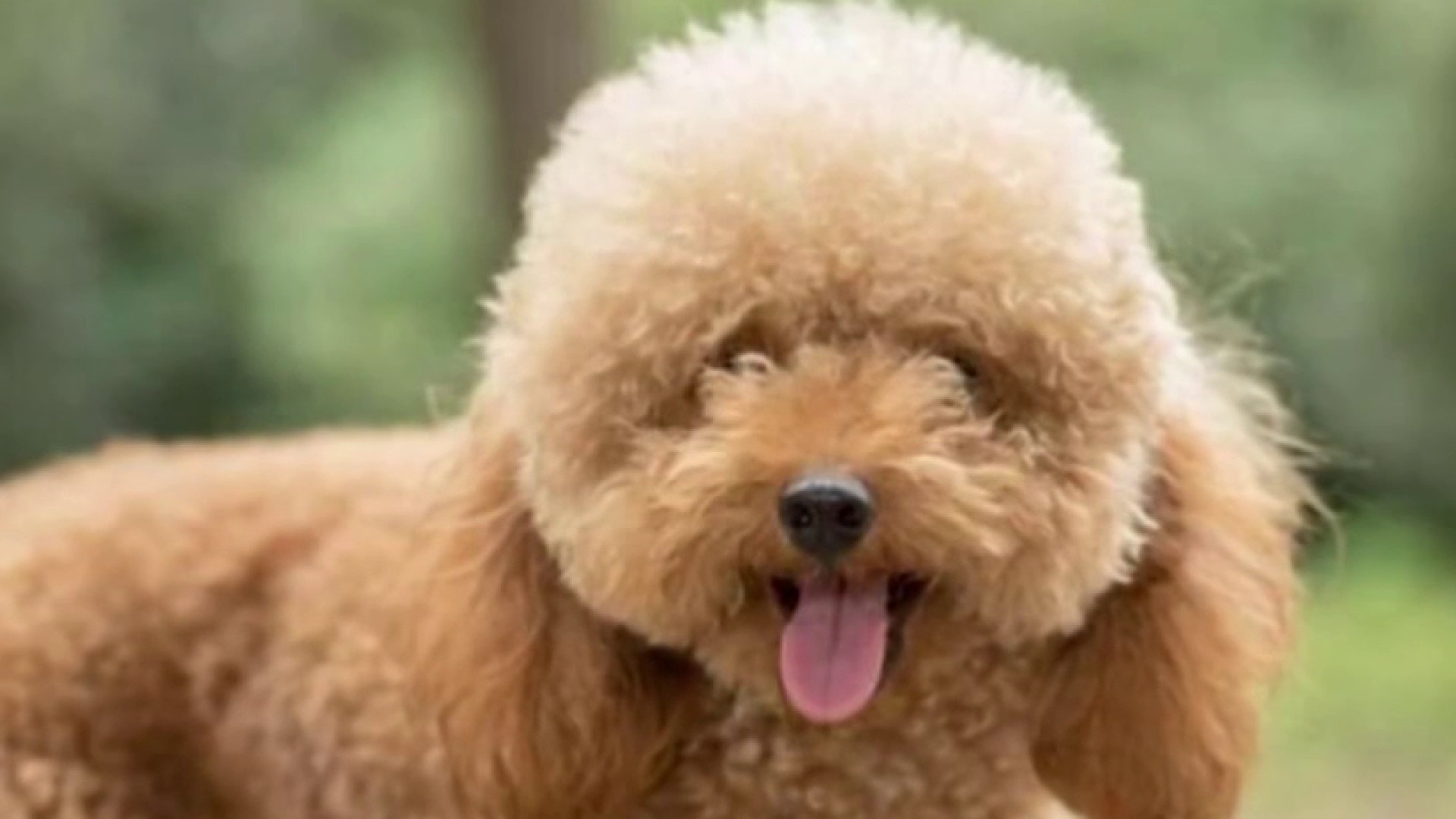 Long island, new york, united states genre: News 12 Long Island Stream Ufreetv . Emotional Support Dog Struck and Killed by Long Island ...
