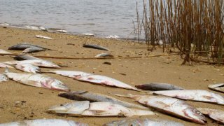 Dead fish on shore