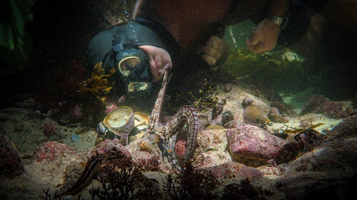 ‘My Octopus Teacher’ Wins the Oscar for Best Documentary – NBC New York