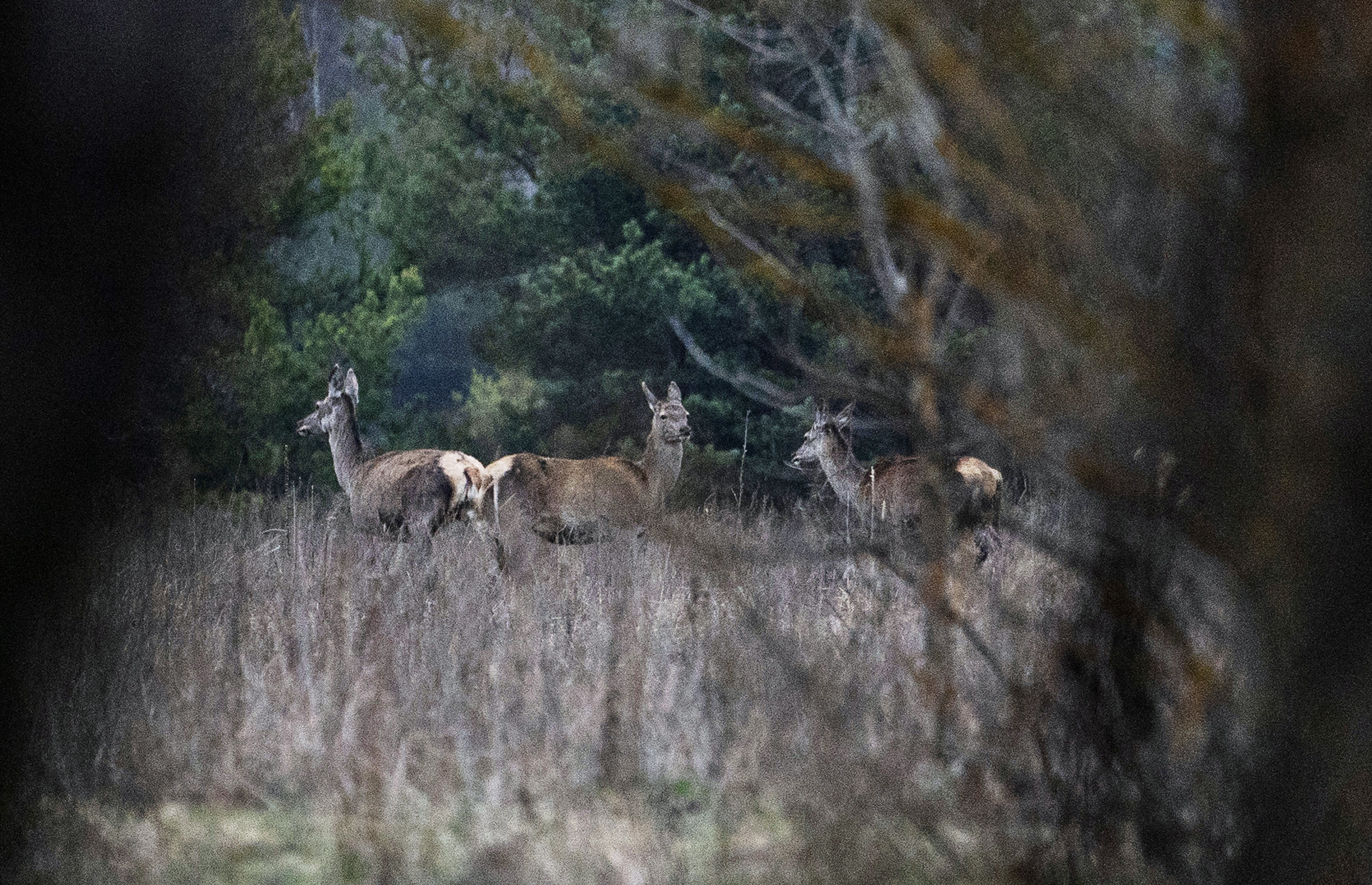 Deer are seen in a forest at the Chernobyl Radiation and Ecological Biosphere Reserve exclusion zone, Ukraine, April 13, 2021. Wildlife is thriving in the exclusion zone, to the surprise of researchers and scientists.