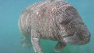 Tourists Swim With Manatees In Crystal River, Florida