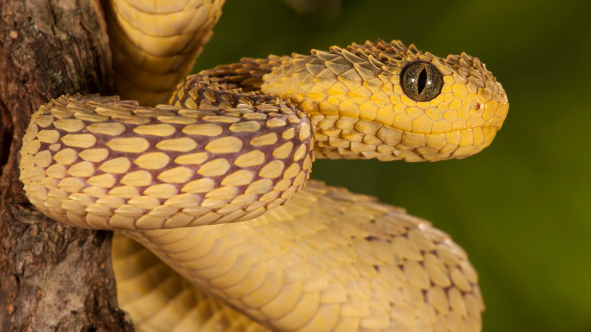 San Diego Zoo Snake Bite NBC New York
