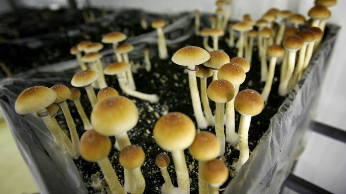 Mushrooms, Ecstasy and Other Psychedelics Could Become Legal in California – NBC New York - Vimarsana News